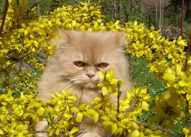 Frühlingsgrüße von meiner kleinen Jerry