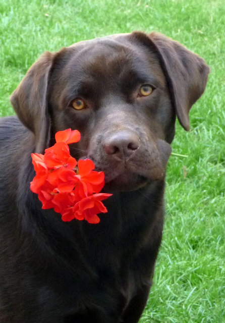 Flora mit Blume