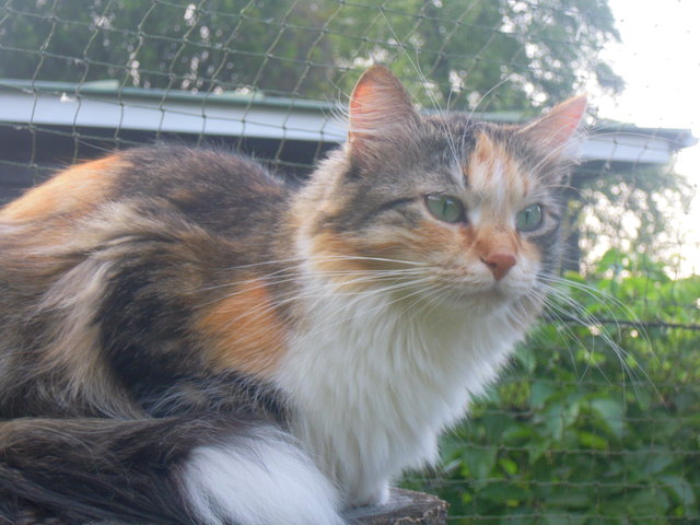 meine Anni, eine Sibirische Katze in ihrem heißgeliebten Katzengarten