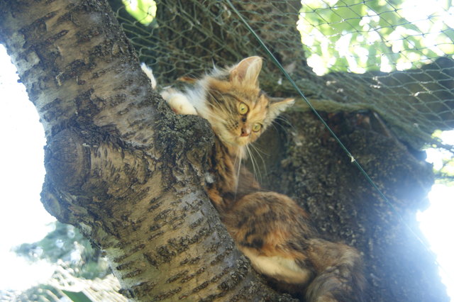 meine Gucki, eine Sibirische Katze, klettert so gerne auf den Kirschbaum im katzensicheren Garten