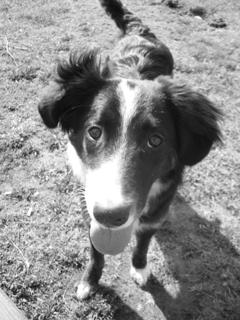 Die süße Easy unser Border Collie Mischling .. for President !!