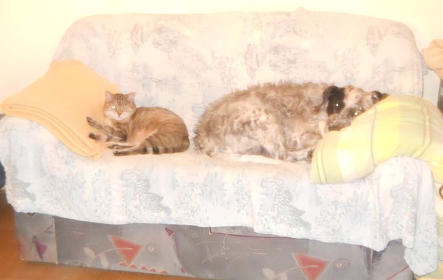 Mitzi und Candy in friedlicher Zweisamkeit!!