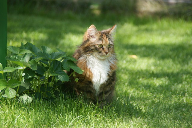 meine Gucki, eine Sibirische Katze, im katzensicheren Garten