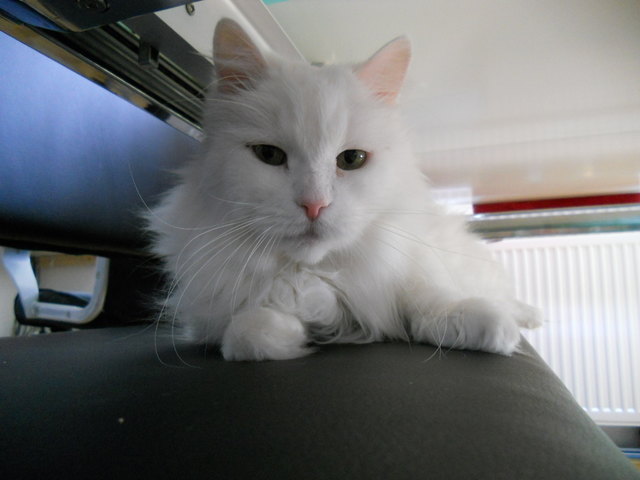 Mein Wollknäudel "SPEEDY" 14 Jahre alt