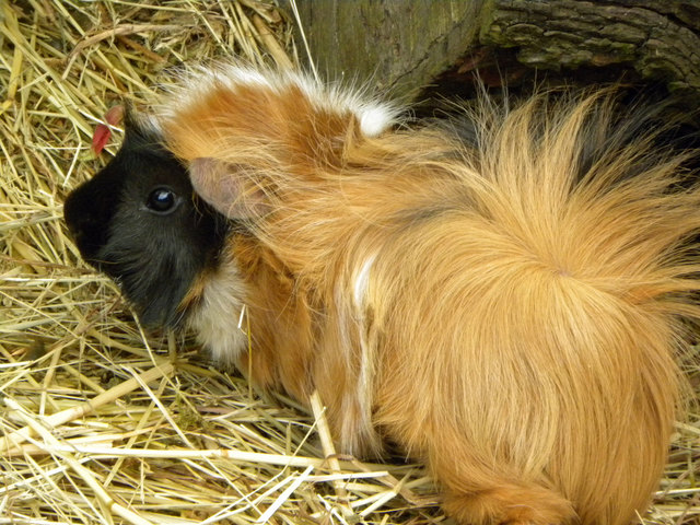 Meerschweinchen