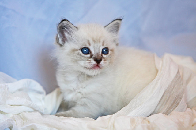 Mein Ragdollkater Da Vinci