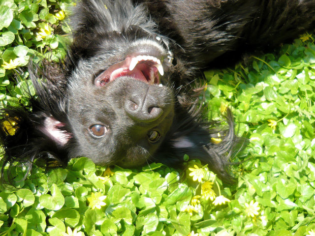 unser Findelkind ZEUS liebt das Leben :)