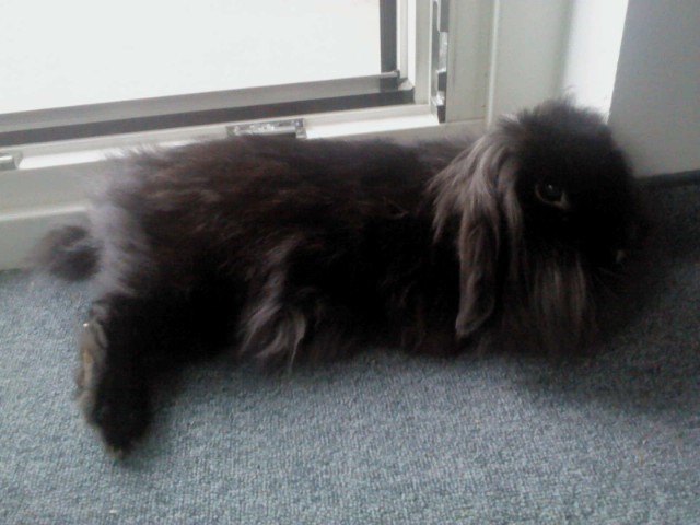 Mein Kaninchen Tessy