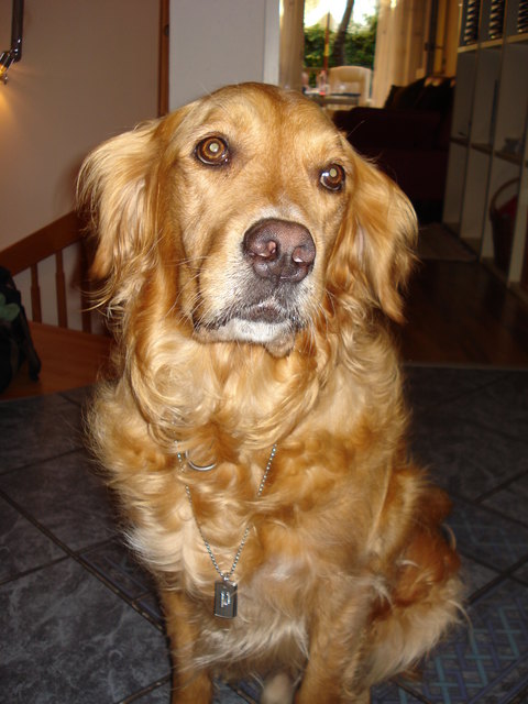 Benno, 9 Jahre