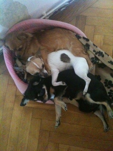 Hier relaxen Lucy, Lucky und Kessy