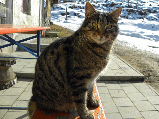 Katze - ein "klassisches" Haustier