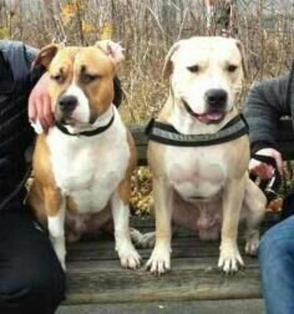 Pasha&Sago