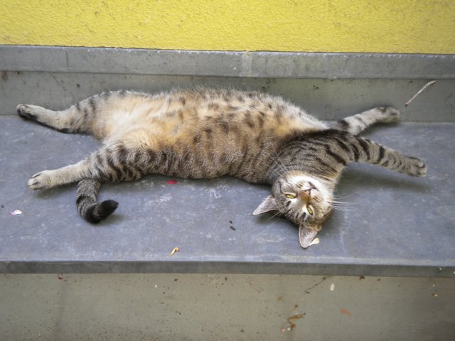 Kira
