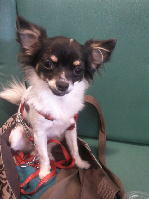 Nelli