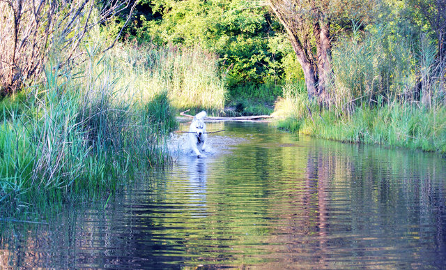 Nanook in der Lobau