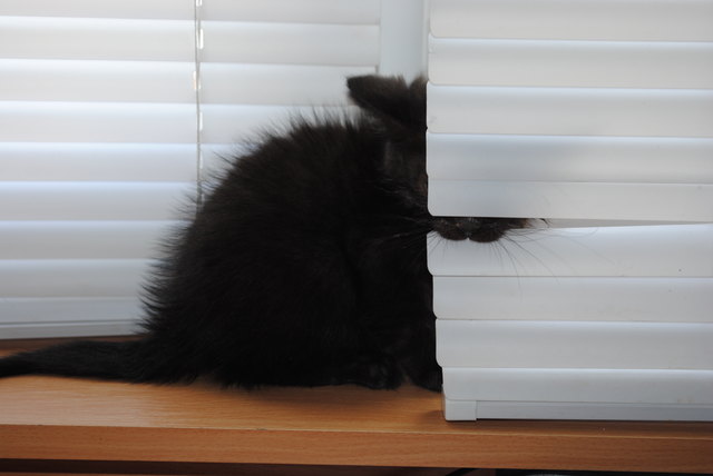 Mafi- "Hide&Seek"