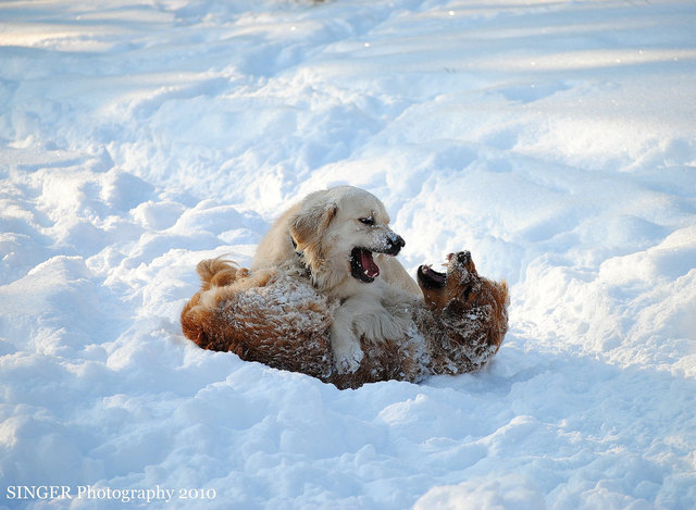 Glückliche Schneehunde