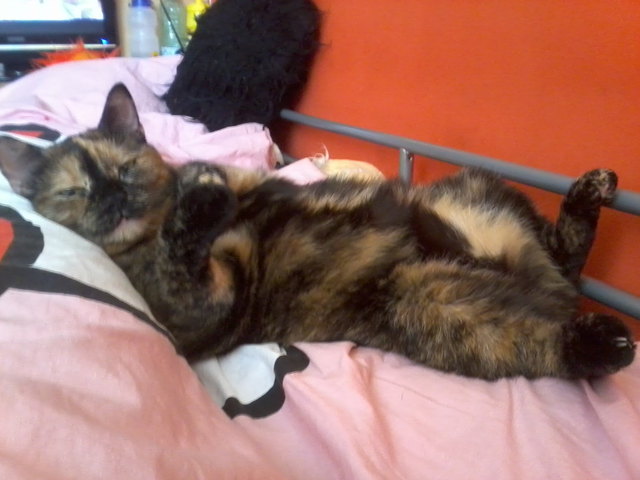 ich bin "BONNIE" und könnte Garfields Halbschwester sein, ausser FRESSEN und SCHLAFEN gibt es nix schöneres als im Bett zu CHILLEN, abgesehen mit meinem Frauchen zu KUSCHELN und mir meine Streicheleinheiten zu holen