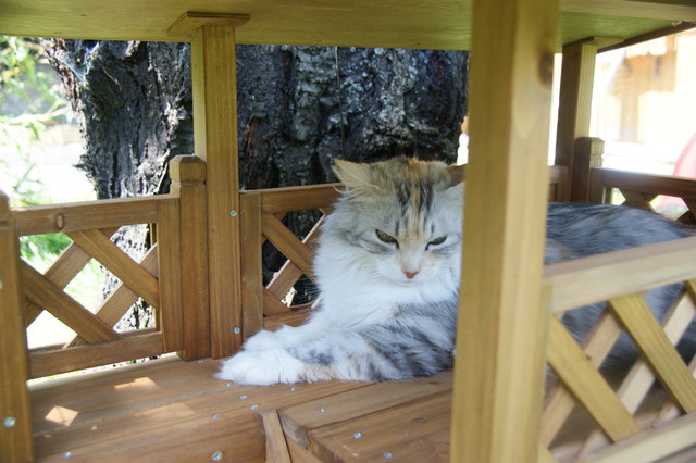Queeny, eine Sibirische Katze, liebt ihr kleines Katzenhaus im katzensicheren Garten
