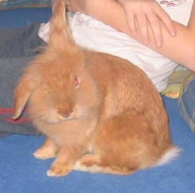 Hasi