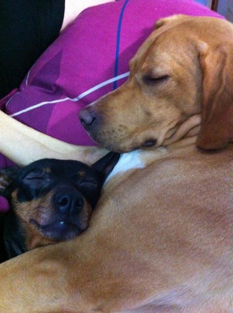 Layla und Chilli