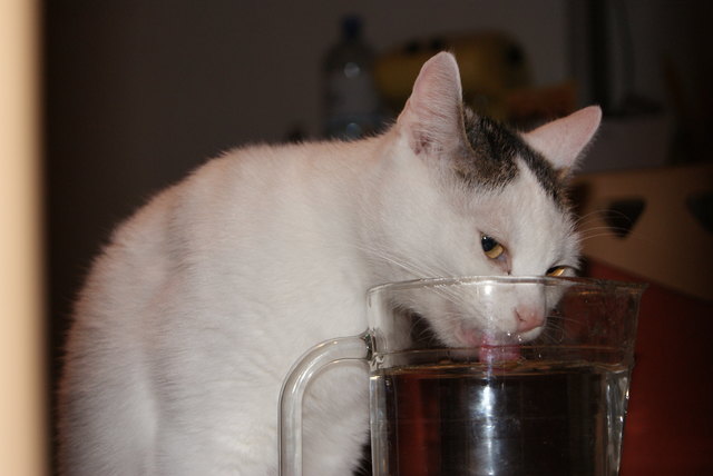 mausi hat auch mal durst ggg