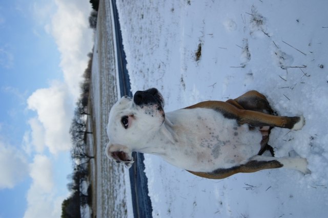 Kira in der herrlichen Winterlandschaft