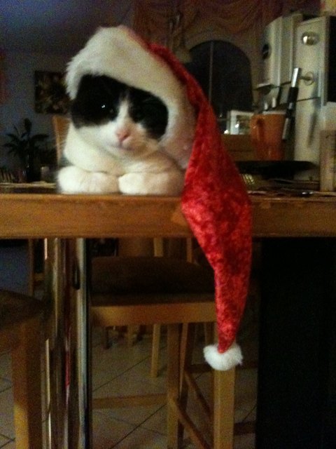 Major Nelson unser Weihnachtskater
