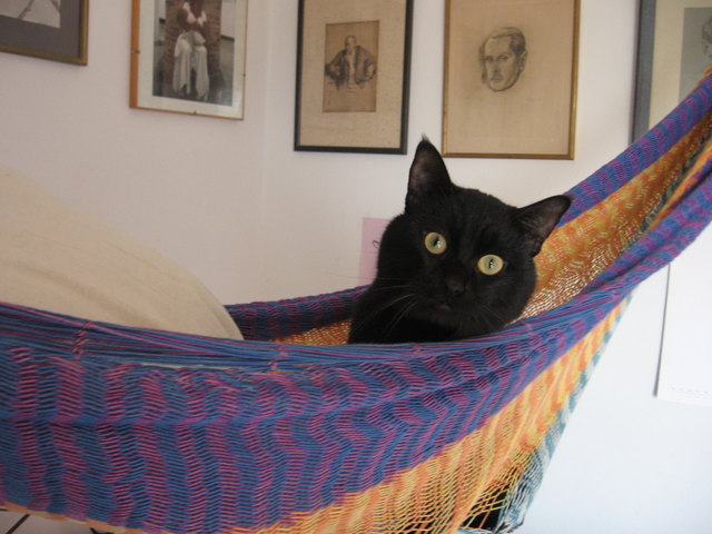 Kater Pantera in der haengematte.