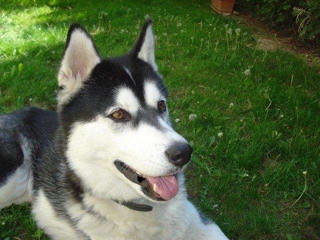 Unser Sibirian Husky