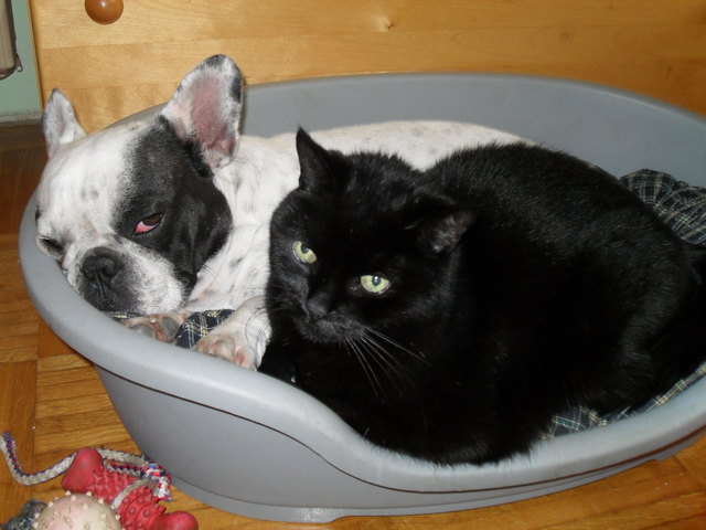 shugar franz.bulldoge puma kater