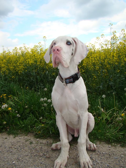 Mein Buddy - eine Deutsche Dogge (Fehlfarbe)