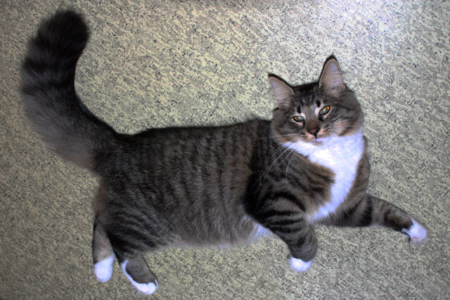 Mehr Bilder meines knuddeligen & coolen Katers Moritz gibt's unter http://youtu.be/BU9HvD03vpk zu sehen!