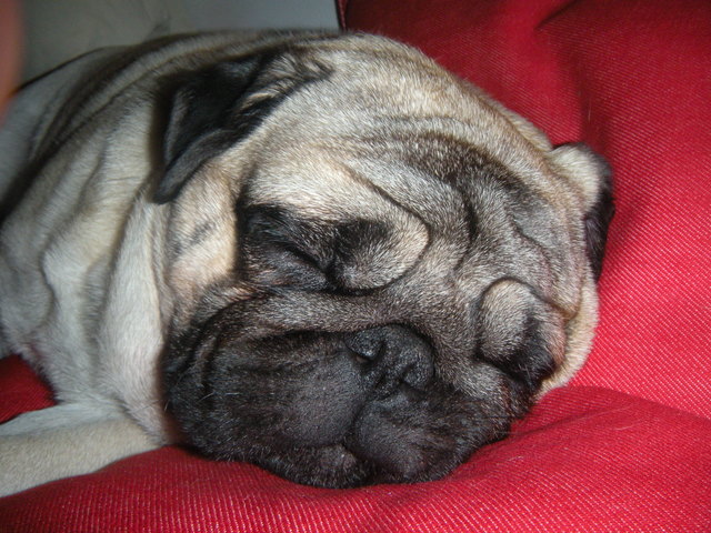 Träumender Mops