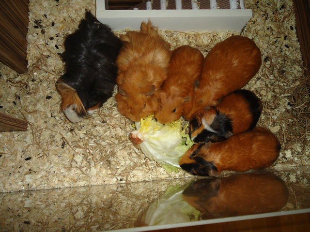 Unsere Meerschweinchenfamilie! Sissy, Calimero, Winnie, Stela, Simba und Charlie!