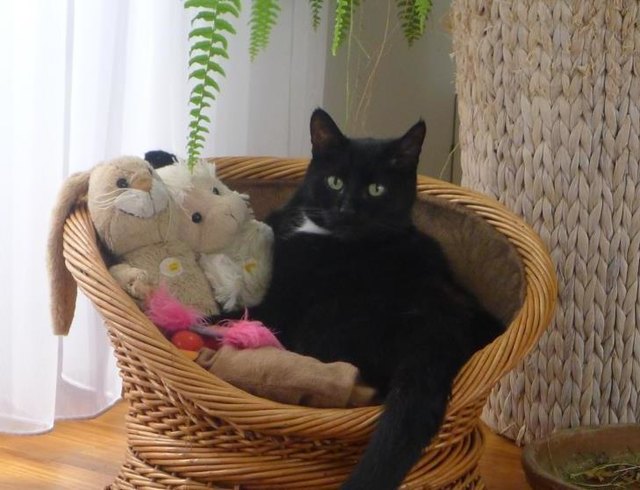 Moritz.........wird langsam eng im Körbchen......