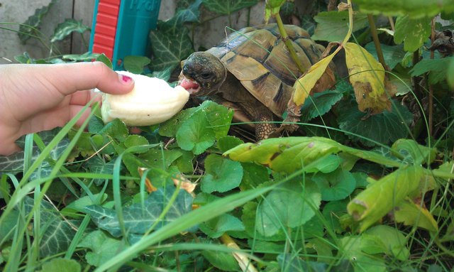 Rango beim Fressen seiner Geburtstagsbabane