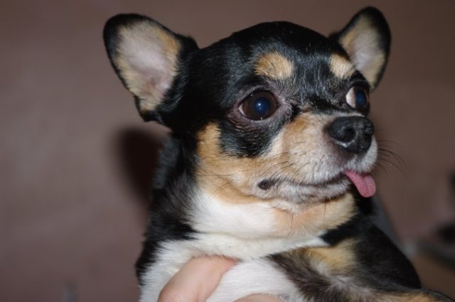 Tyson der chihuahua mit pitbull-seele