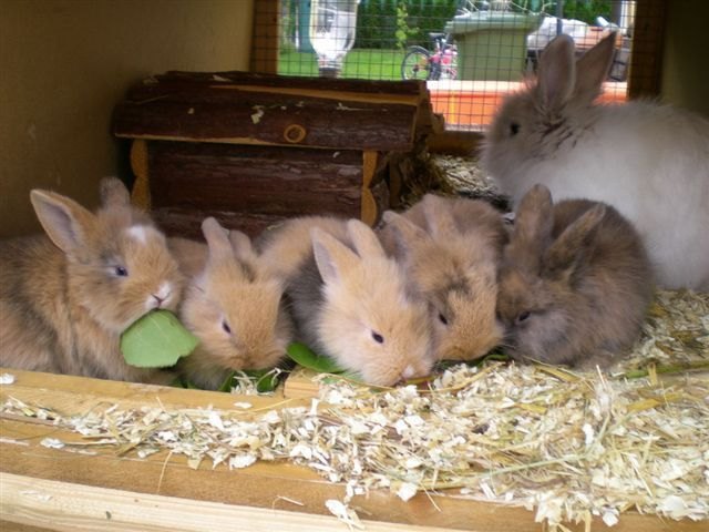 unsere 5 Osterhasen mit Mama