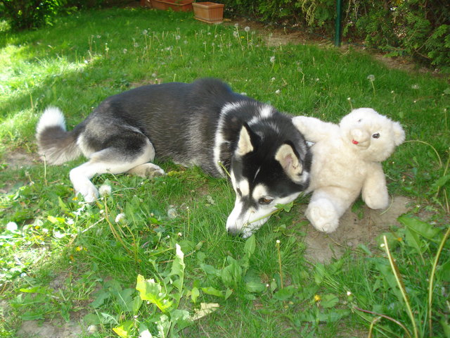 UNSERE AKITA