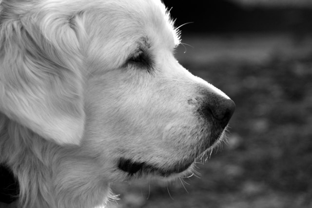 Liebling der Familie, Rusty