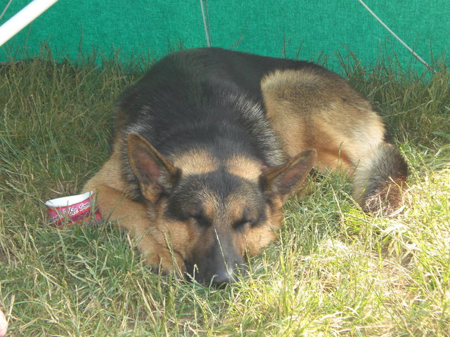 Nach dem Eis eine Runde Siesta...