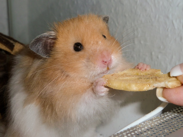 Timmy beim Frühstück