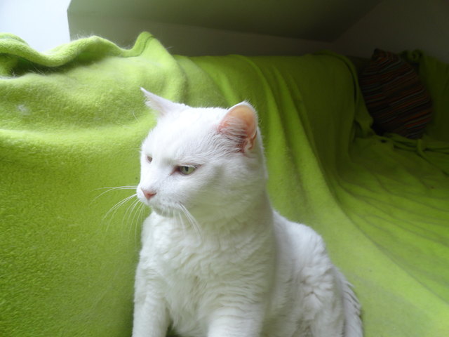 Gismo, 17 Jahre alt, unser gemütlicher, launischer Sonnenschein. Er liebt es, photographiert zu werden. Vor 11 Jahren hat ein Katzenbaby groß gezogen, Wuzi, dass seitdem seitdem seine Tage daheim spannender macht :-)
