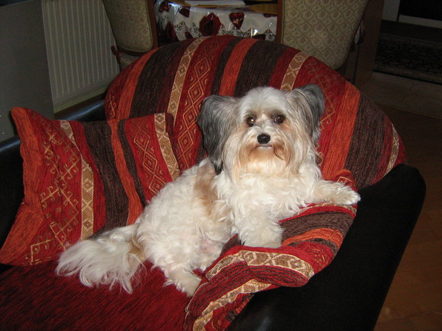 Unser Mischlingsrüde Chipsy ist 8 Jahre alt und ein ganz süsser Burschi