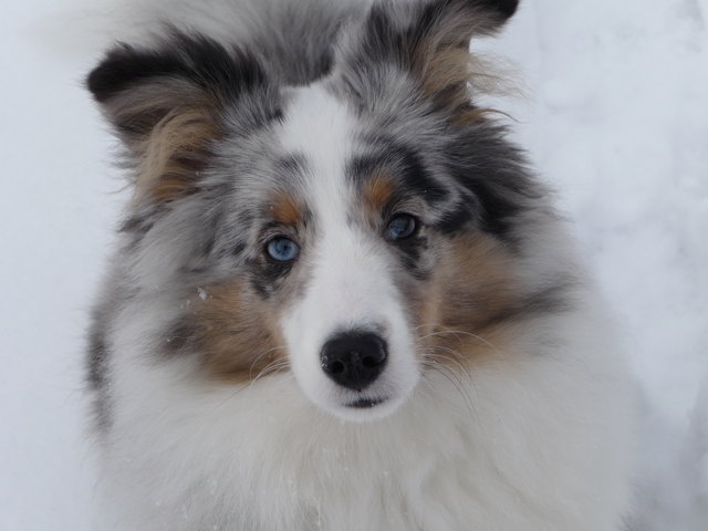 Cookie im Schnee