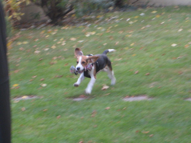 "Lilly" der fliegende Hund