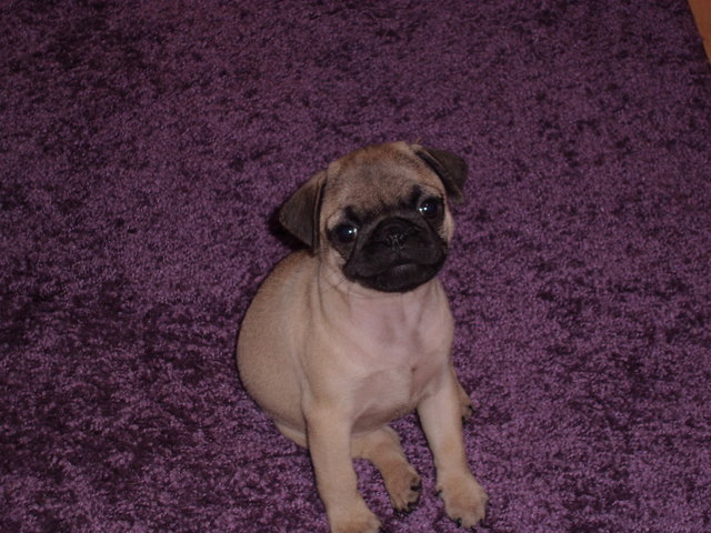 Hallo mein Name ist Samantha Blue und ich bin schon 9 Wochen alt! Wuff