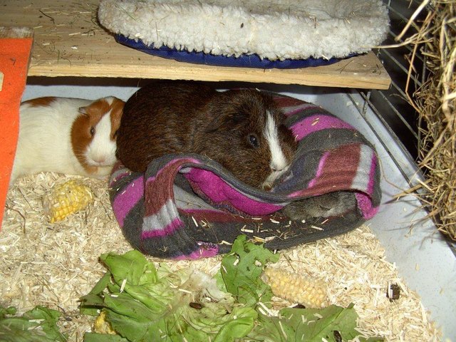 Siesta im Schweinestall