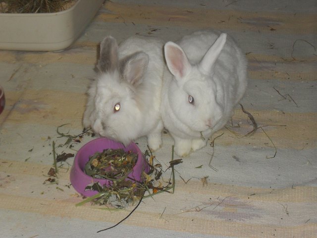 Meine Kaninchen Danny und Jenny von der Kaninchen-Helpline